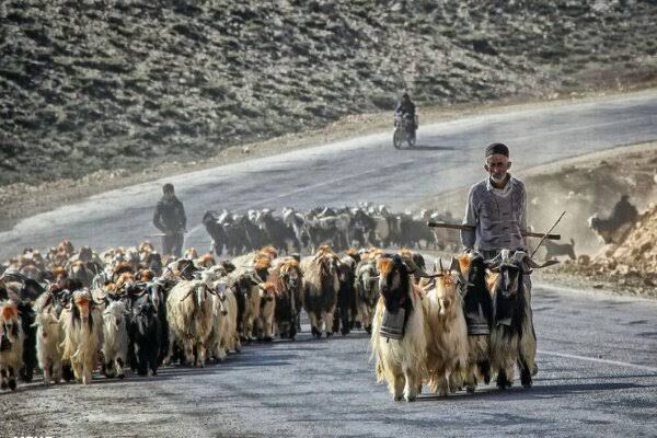 مهلت واکسیناسیون رایگان دام عشایر تا پایان مهر ادامه دارد