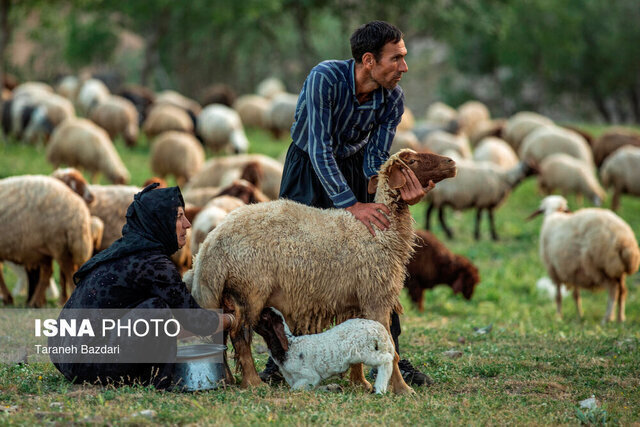 تولید ۴۰۰ تن گوشت توسط عشایر استان قم