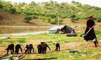 شناسایی ۳۷ مرکز گردشگری عشایری در آذربایجان‌ غربی 