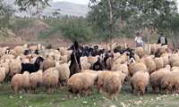 پیش‌بینی افزایش ۲۵درصدی تولیدات دامی عشایر کرمانشاه