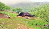 ورود دام عشایر به مناطق ییلاقی کرمانشاه تا ۱۵ اردیبهشت ممنوع است