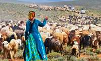 ۶۰درصد گوشت  مردم کهگیلویه و بویراحمد توسط عشایر تولید می شود
