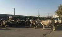 گوسفندان عشایر ورودی مجلس افغانستان را بستند