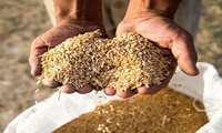  توزیع 5000 تن جو حمایتی در بین عشایر خراسان‌رضوی در طی ۳ماه