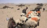 افزایش 10درصدی تولید گوشت توسط عشایر خراسان‌جنوبی در سال جاری