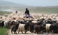 320 هزار تن سهم عشایر آذربایجان غربی در تولیدات دامی
