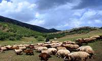 ۱۰ هزار تن علوفه بین دامداران عشایری فارس توزیع می شود