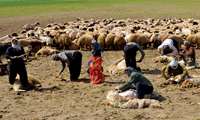 پشم چینی دام های عشایر در مناطق مختلف کشور