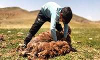 استفاده از راهبرد دانش بنیان برای ساماندهی پشم دام عشایر 