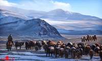 کوچ بهاره عشایر مغولستان