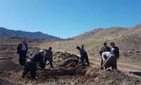 آغاز کشت گیاه دارویی گل محمدی در مناطق عشایر در استان مرکزی