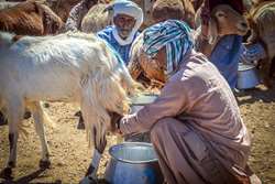 افزایش 27 درصدی تولیدات عشایر خراسان جنوبی در سال جاری